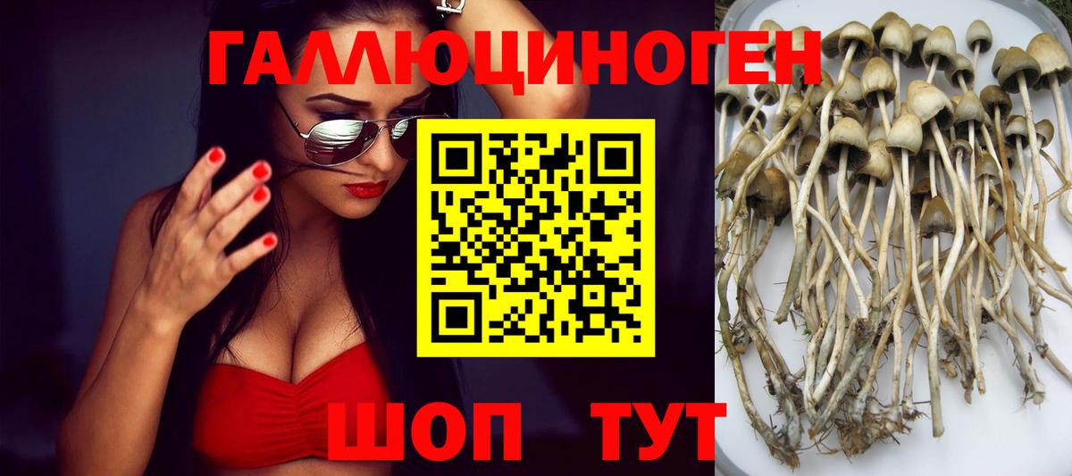 Псилоцибиновые грибы Psilocybine cubensis Железногорск